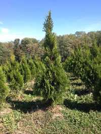 Tuja thuja szmaragd 190- 210 cm Megaokazja!!