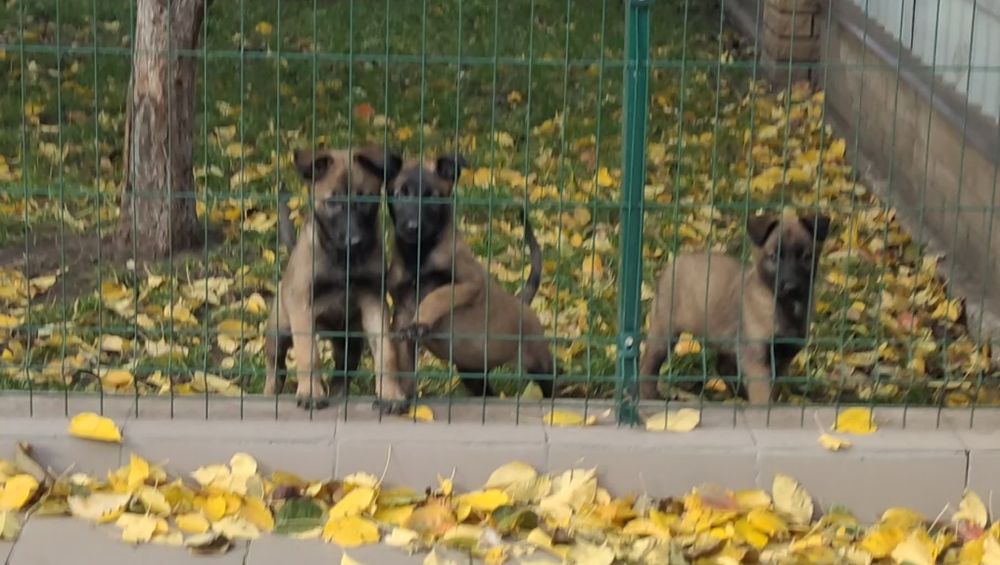 Бельгийская овчарка. Девочка.