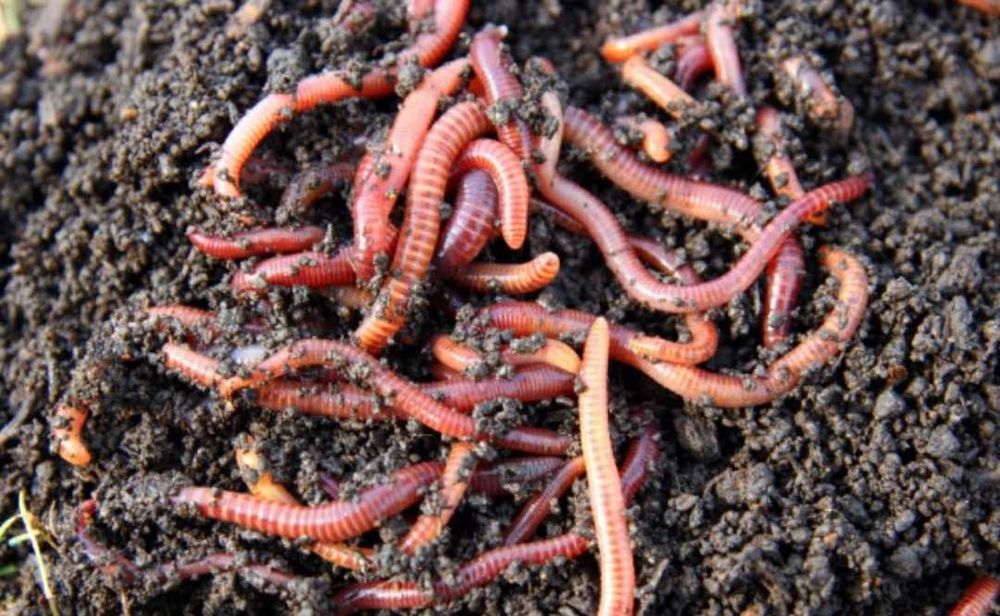Червяки для рибалки