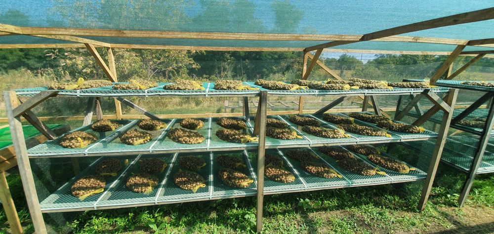 Готовий прибутковий бізнес – равликова ферма. Переяслав, Київська обл.