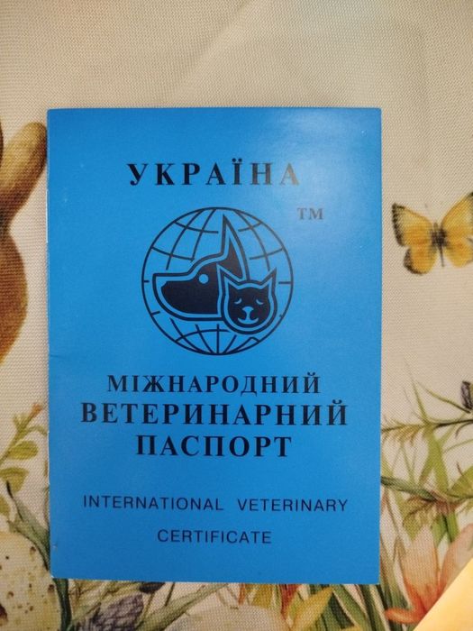 Французький бульдог