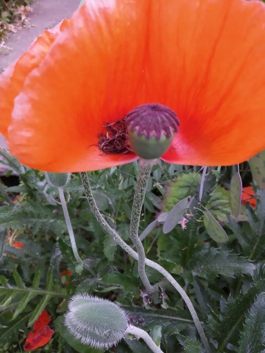 Садовые цветы, разные, Кампис