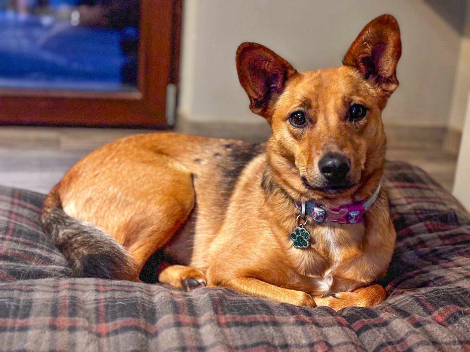 Adelina - wyjątkowy pies dla wyjątkowego człowieka