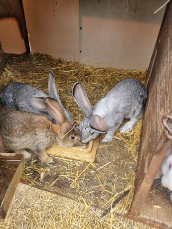 Królik  króliki olbrzym belgijski wyprzedaż likwidacja hodowli