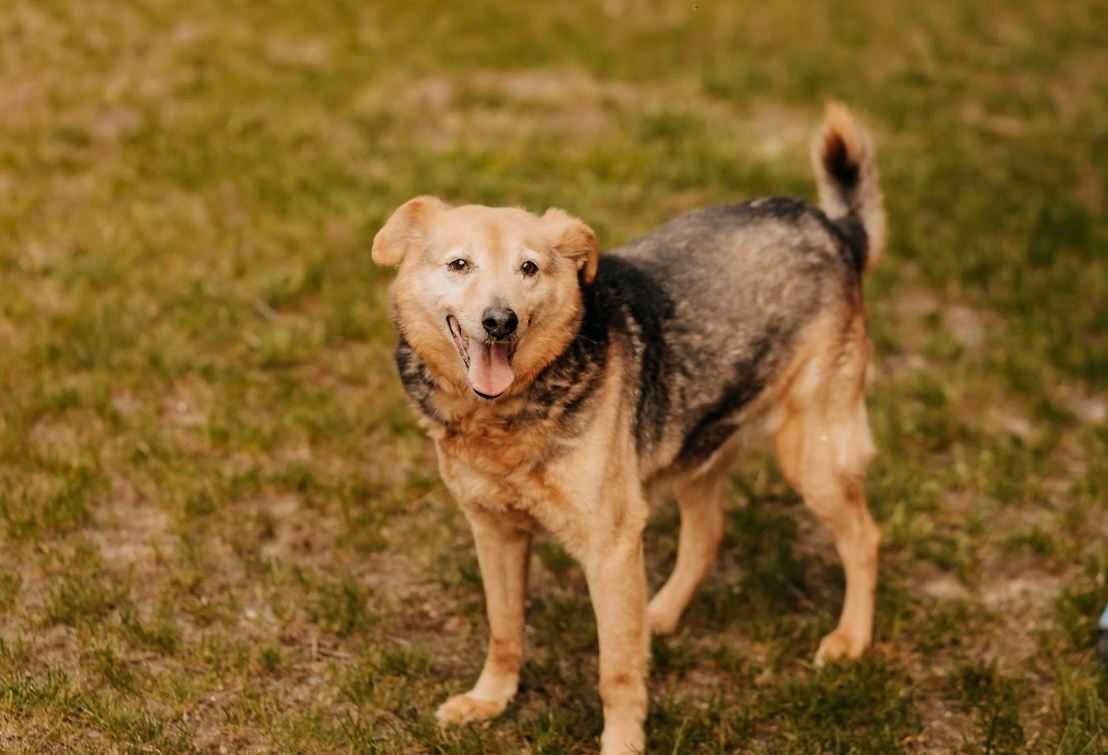 Cudowny, grzeczny seniorek poleca się do adopcji!!