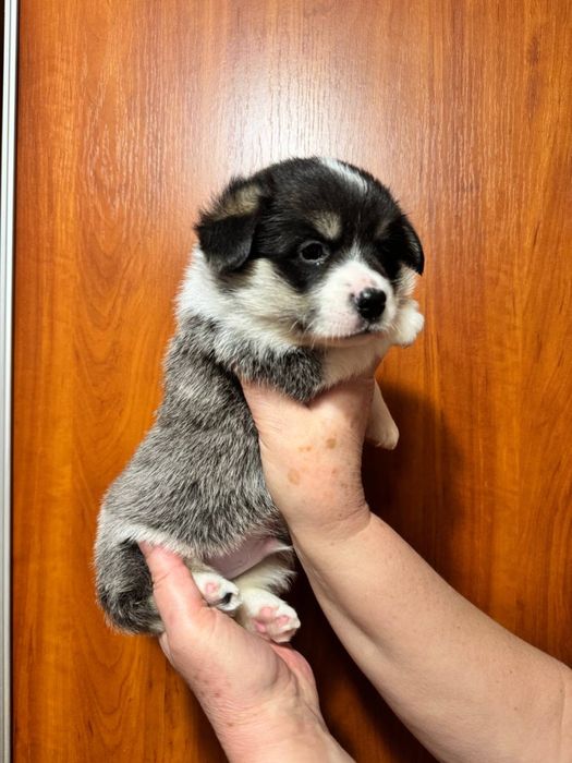 Коргі пемброк