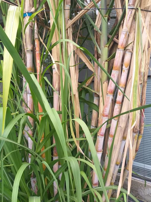 Vendo Cana de açúcar