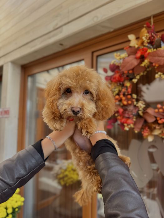 Ляльковий Хлопчик Мальтипу
