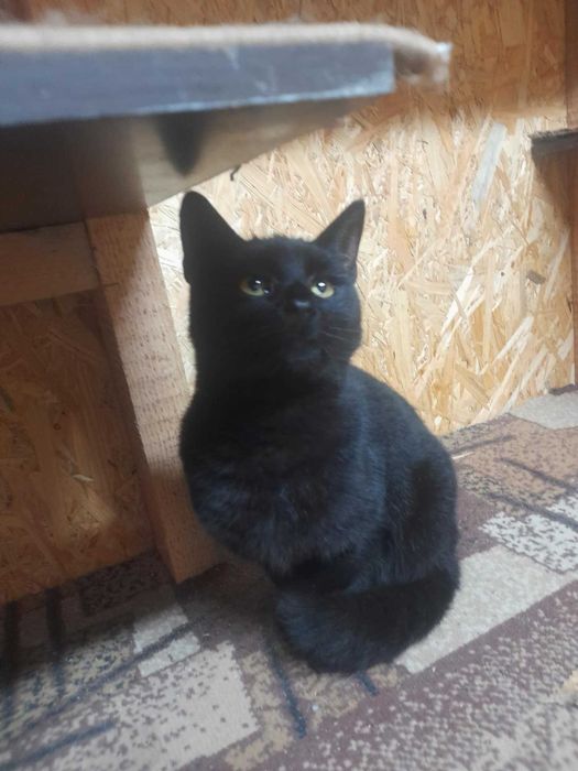 Piękny kocurek prosi o dom