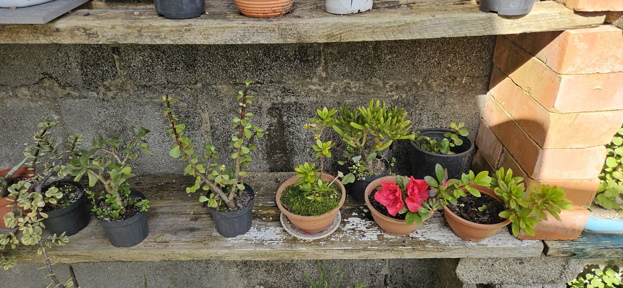 Suculentas e cactos