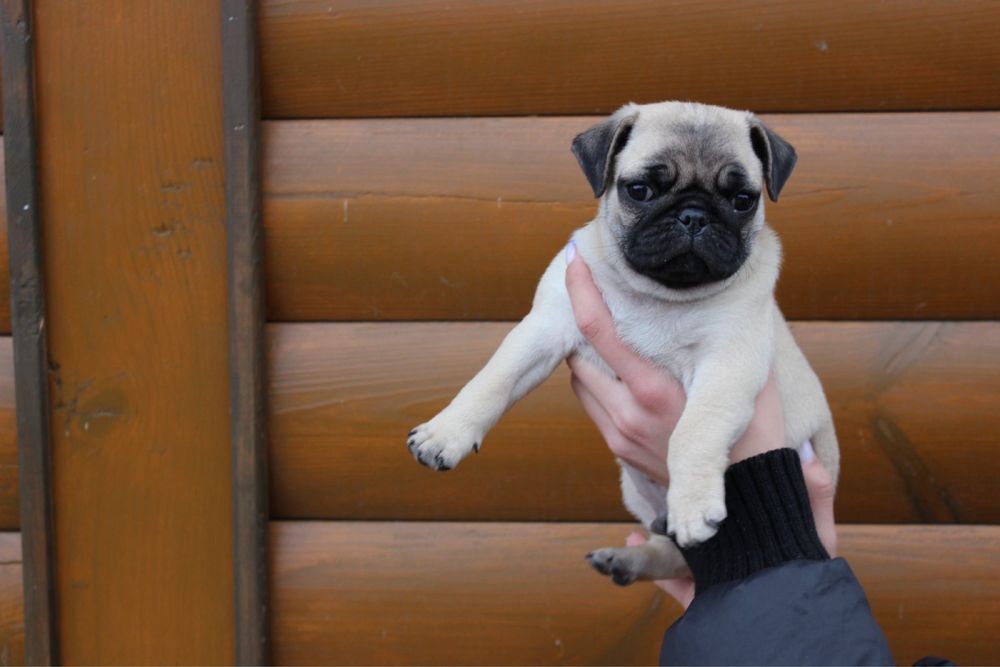 Мопсуни красуни хлопчики мопси