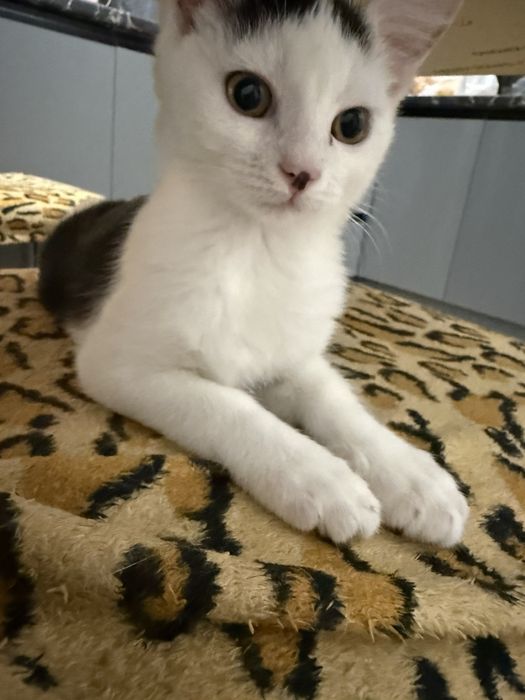 Котик хлопчик. 2 місяця.  І він всеїдний!!!