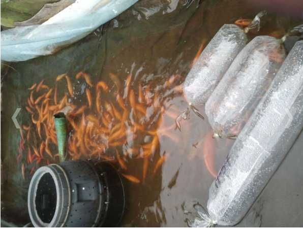 karp kroczek od 18cm do25cm 1szt 15zł  oraz pstrąg jesiotr amur