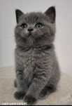 Macho British Shorthair