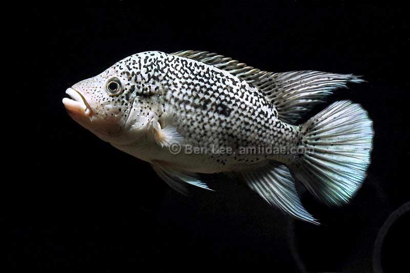 Casal Nandopsis haitiensis