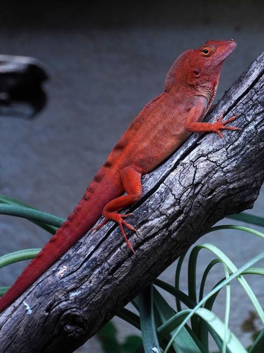 Jaszczurki Anolis sagrei odmiany ,,RED" rarytas