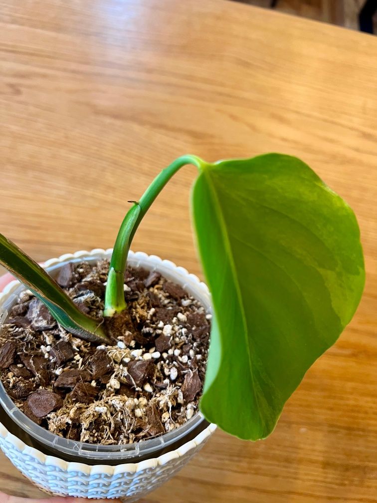 Monstera marmorata