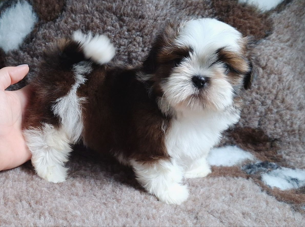 Piękny chłopiec biało-czerwony Shih Tzu z rodowodem - zapraszamy