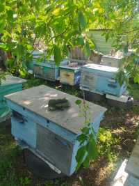 Продам пчелиную семью