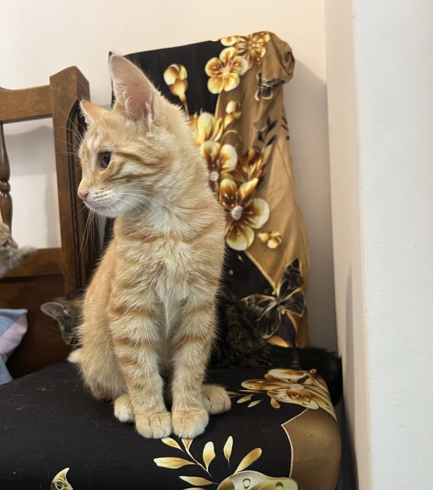 Małe kotki do adopcji