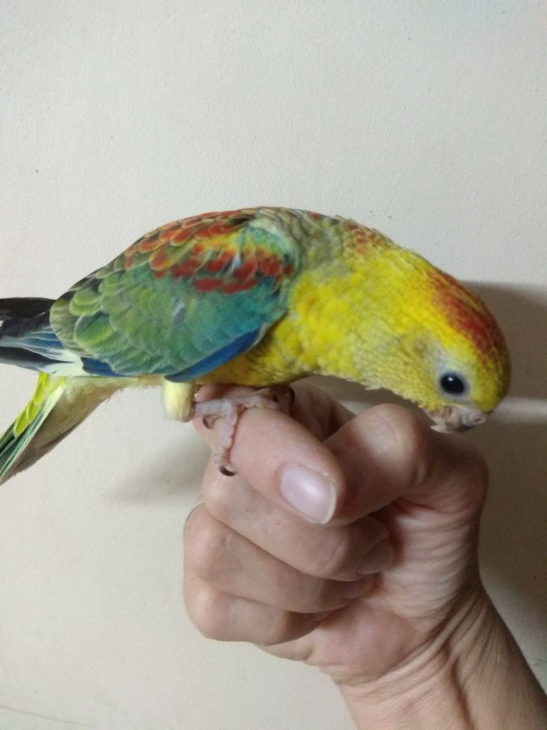 Ручной малыш - певчий попугай редкого окраса