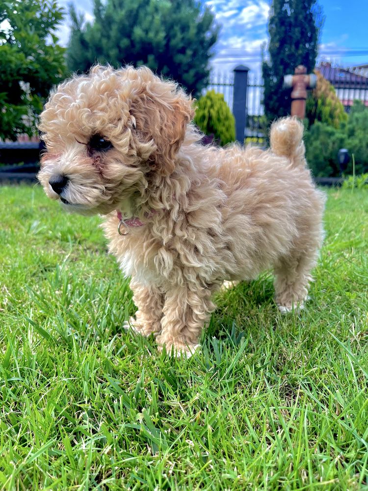Poochon Bichpoo Maltipoo Pudel Bischon Frise