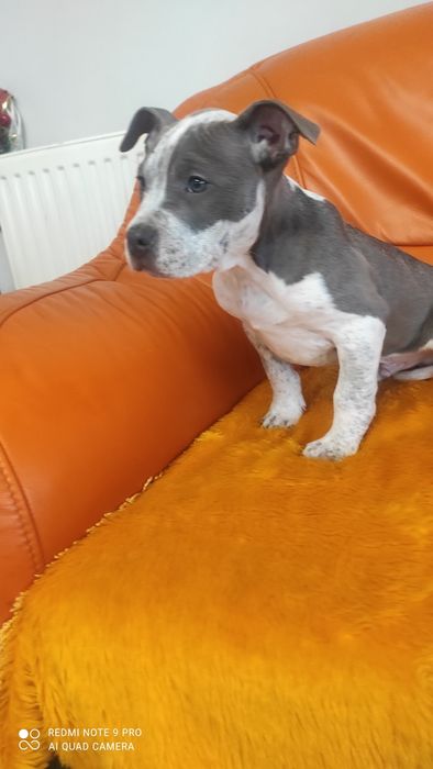 Amstaff dzewieciotygodniowy blu