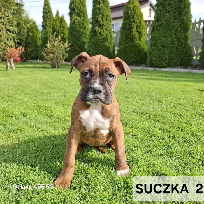 Szczeniak Bokser- Suczka