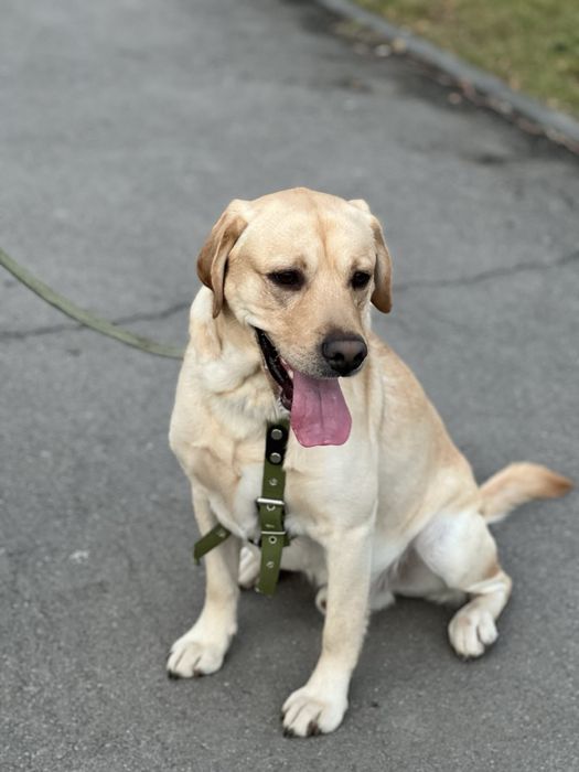 Лабрадор ретривер на злучку