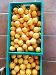 Cabaz de fruta - Tangerina - do Pinhão - Região do Douro