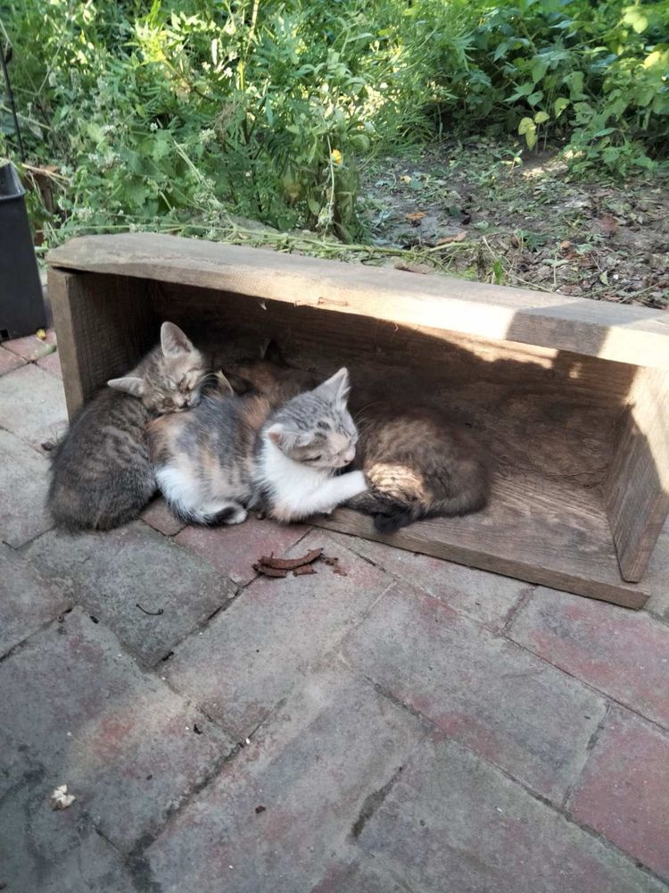 Віддам кошенят в хороші руки