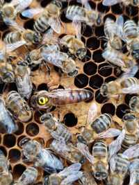 Плідні матки бджоломатка українська степова бджола