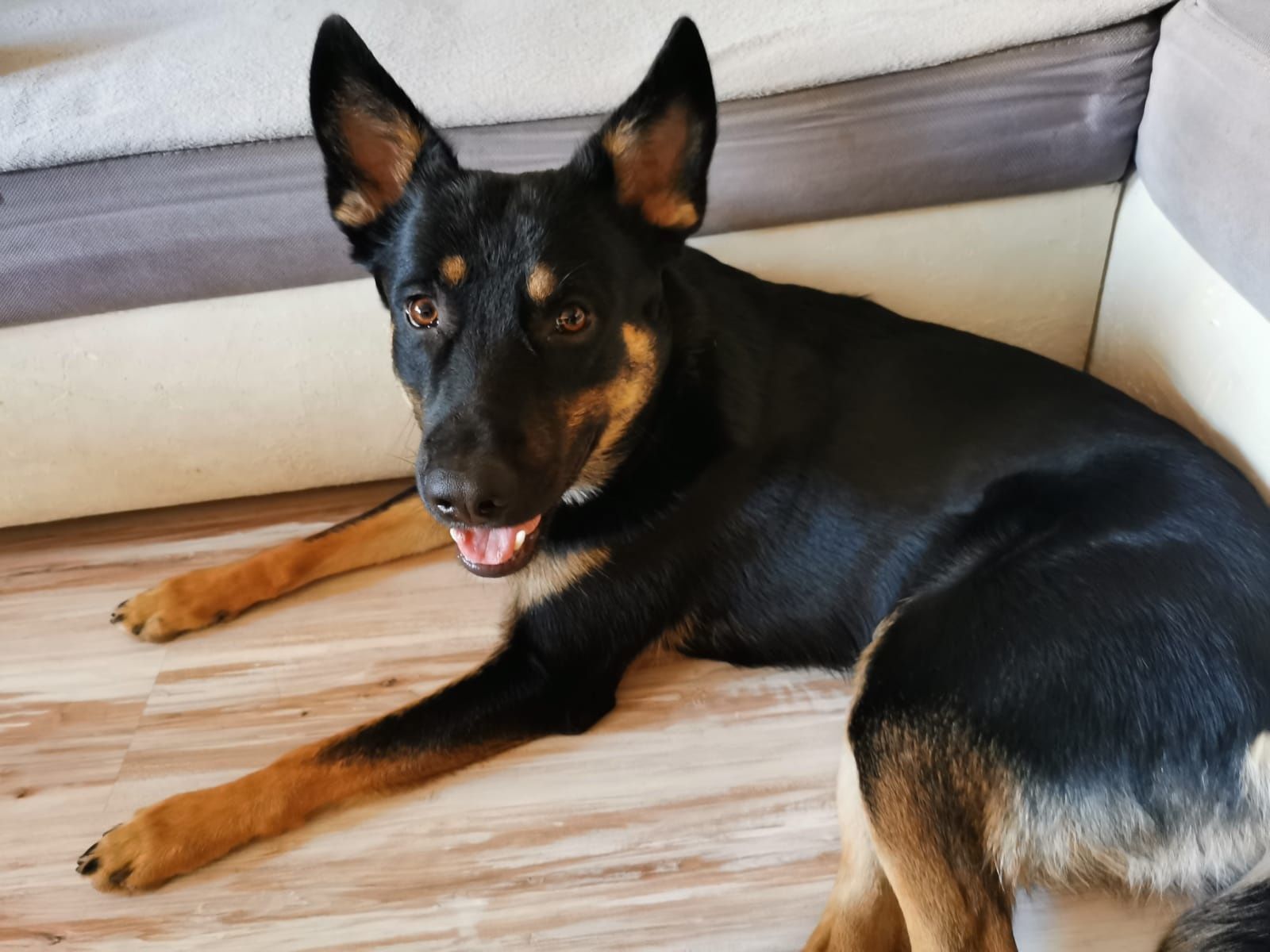 Jagger szuka domu. Roczny, energiczny - Kochający pies - Nie do budy