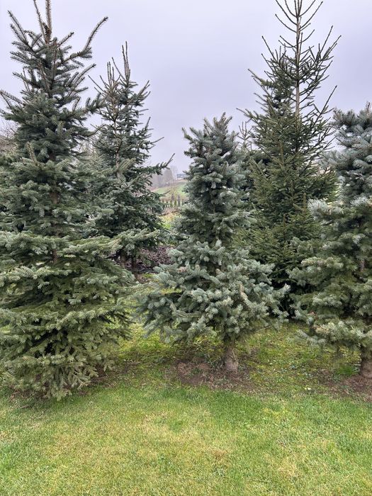 Choinki srebrne do wykopania i ścięcia