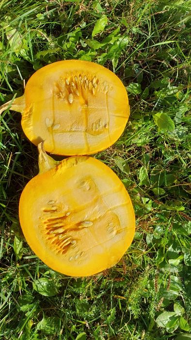 Kapusta biała, czerwona, marchew, buraczek