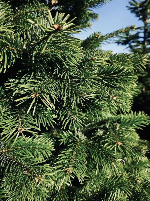 jodła kaukaska 1.70-2.00 świerk choinki
