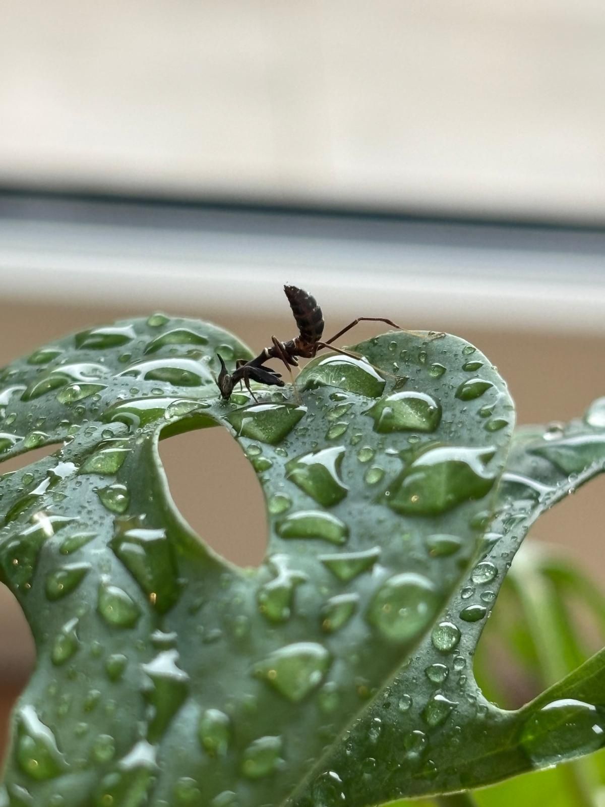 Modliszka Phyllocrania Paradoxa L2/L3