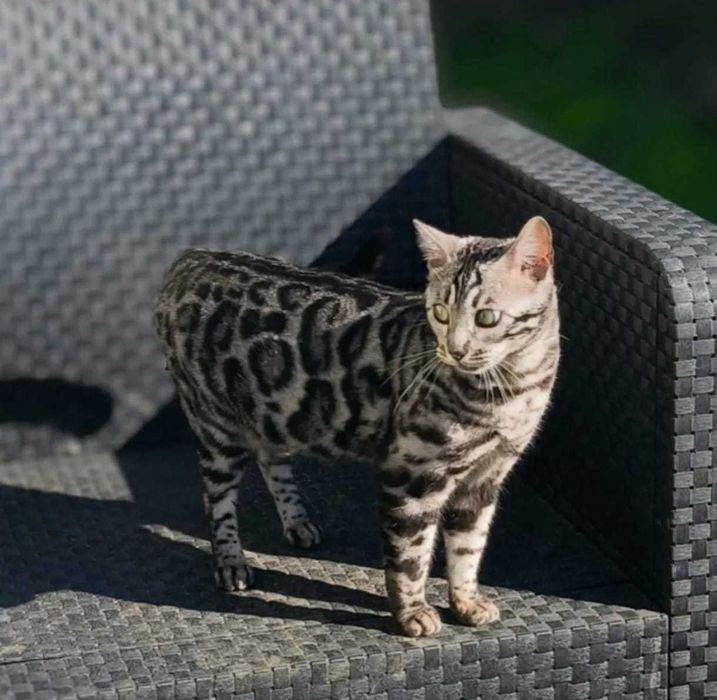 Bengal Silver — Elegância Selvagem Linhagem de elite | Vi'ana Cats