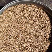 пшениця чиста суха з підвищеним процентом проросших зерен