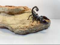 Skorpion skorpiony heterometrus silenus ex. Petersii