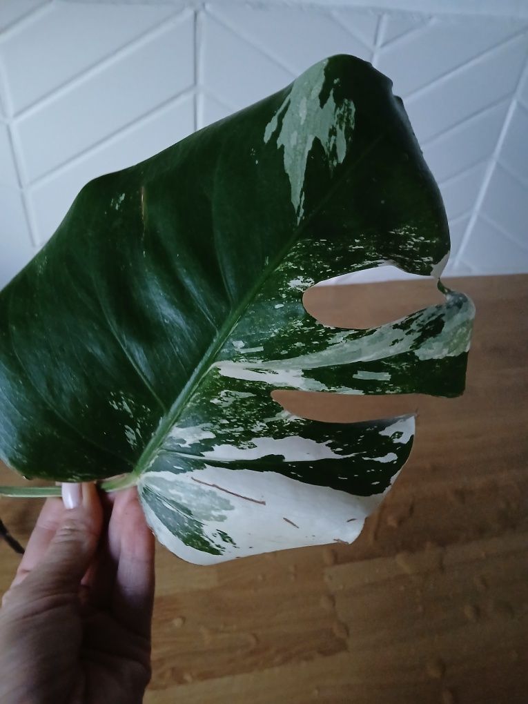 Monstera Variegata