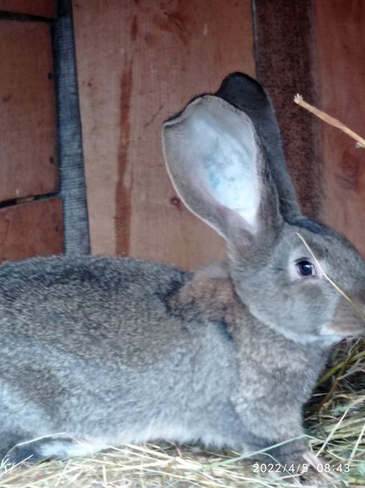 Продам кролики  разные виды