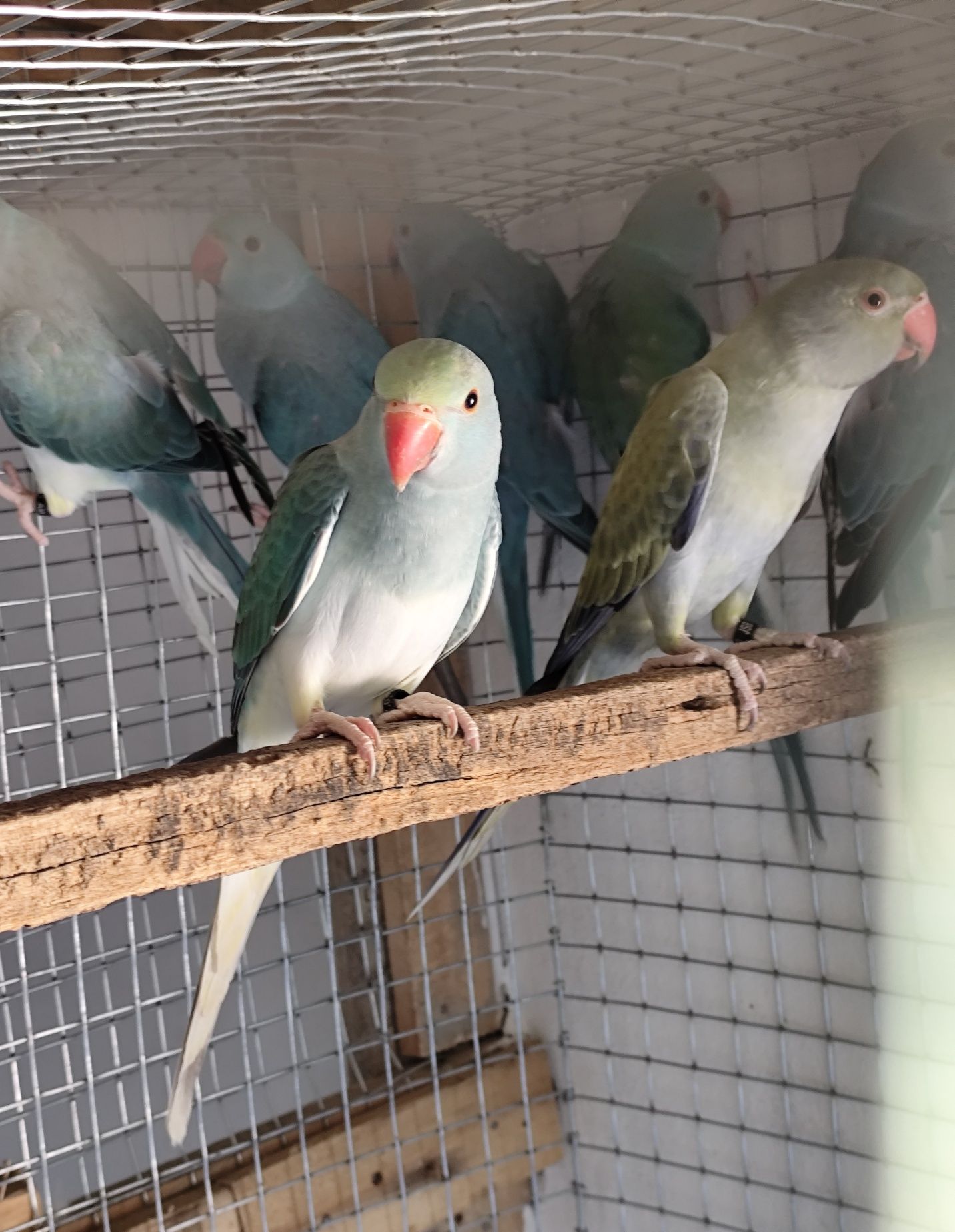 Ring necks CC e outros