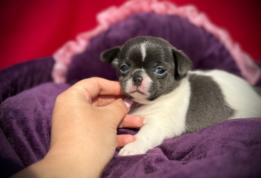Suczka Chihuahua z rodowodem