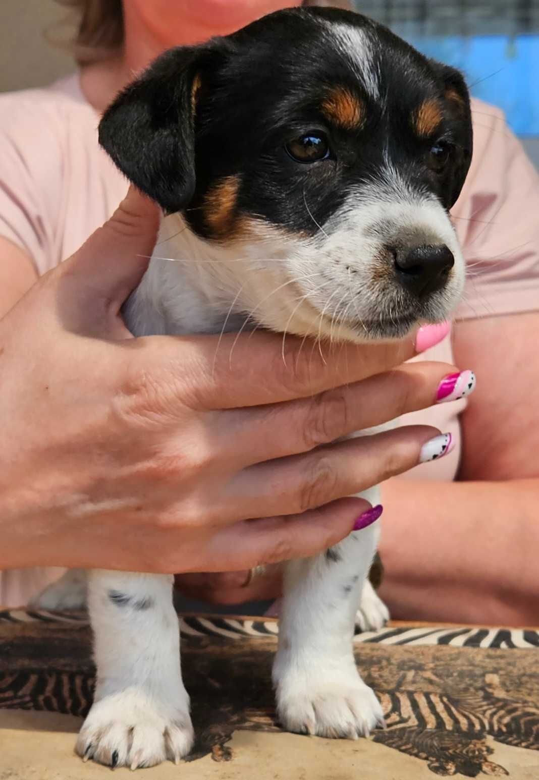 Jack Russell Terrier FCI ZKwP