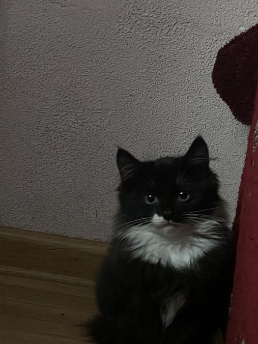 Віддамо кошеня в добрі руки