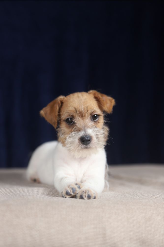 suczka Jack Russell terrier ZKWP/FCI szorstkowłosa