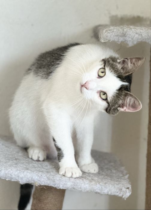 Молодий котик Зайка шукає родину, врятуйте кошеня!