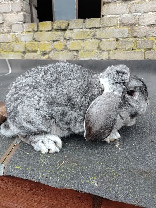 Królik Baran francuski samica