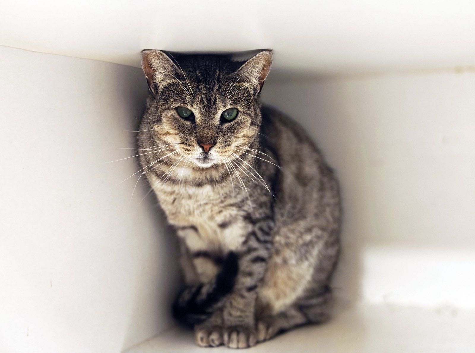 Милая Асти! 1.5 года, стерилизована (кот, кошка, котенок)